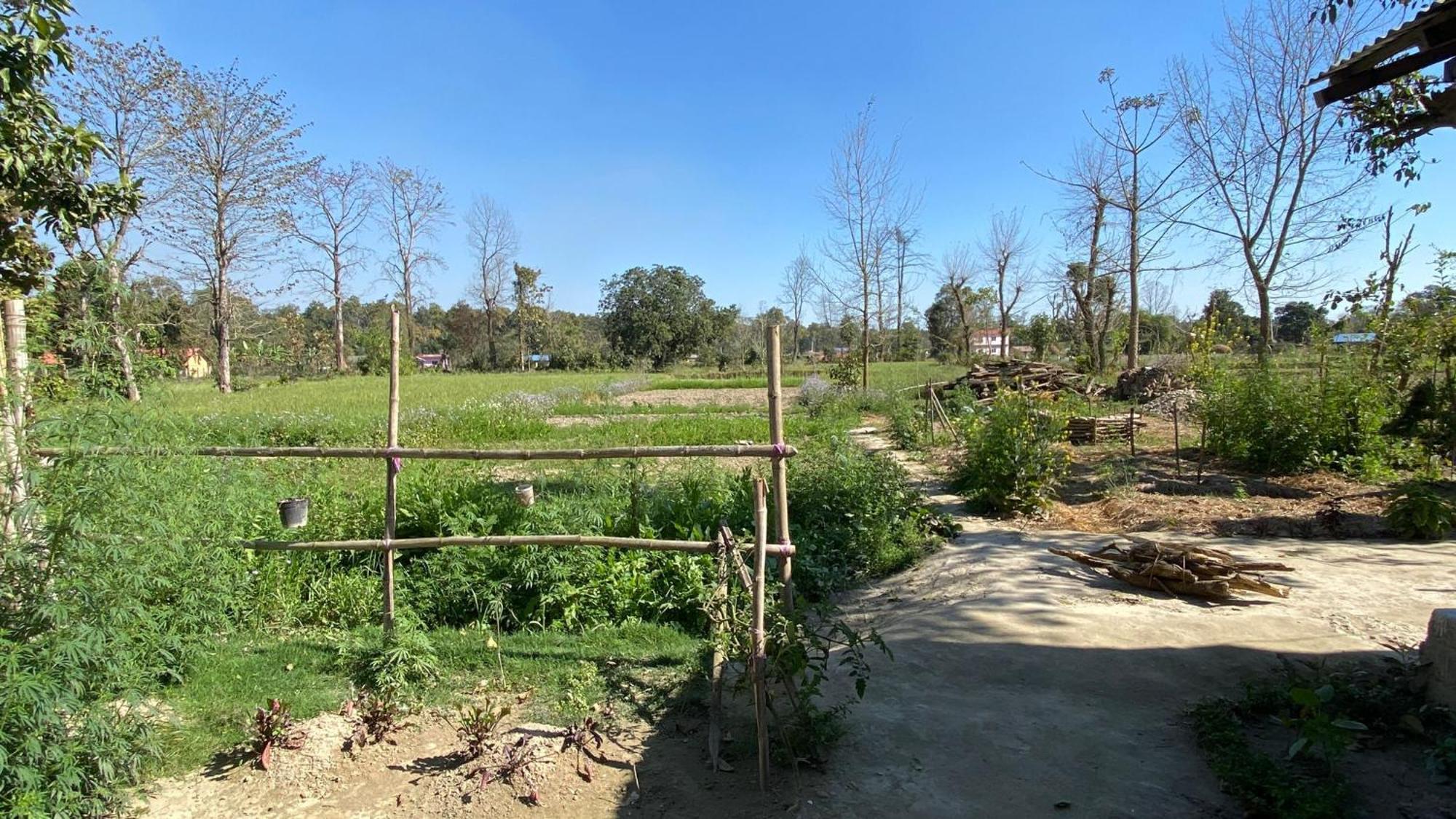 Nanu'S Bardiya Homestay Exteriér fotografie
